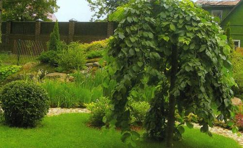 Лиственные растения с плакучей формой кроны. 04 Лиственные растения с плакучей формой кроны. 04