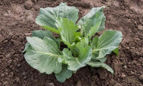 Почему не завязываются кочаны на КАПУСТЕ? 01 Почему не завязываются кочаны на КАПУСТЕ? 01
