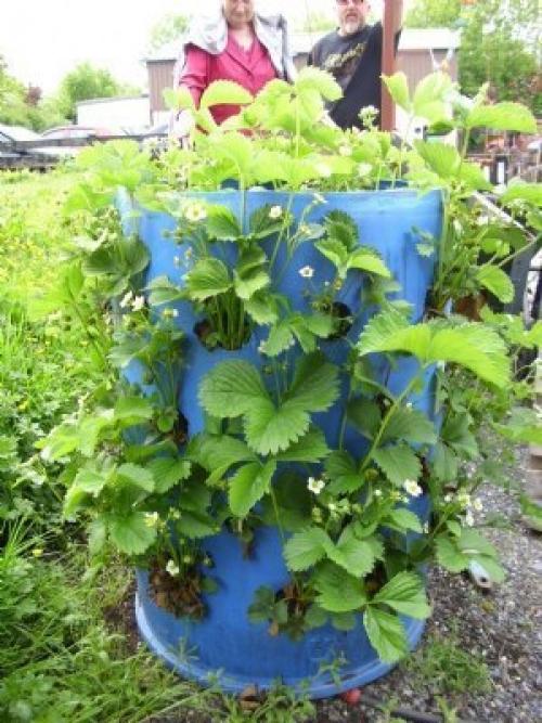 Бочка вместо грядки. 03 Бочка вместо грядки. 03