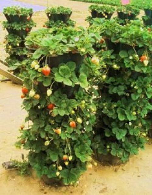 Бочка вместо грядки. 01 Бочка вместо грядки. 01