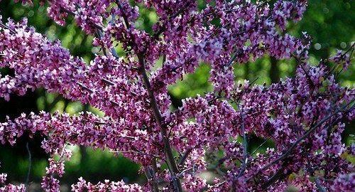 Церцис - листопадные, красивоцветущие деревья или кустарники. 02 Церцис - листопадные, красивоцветущие деревья или кустарники. 02