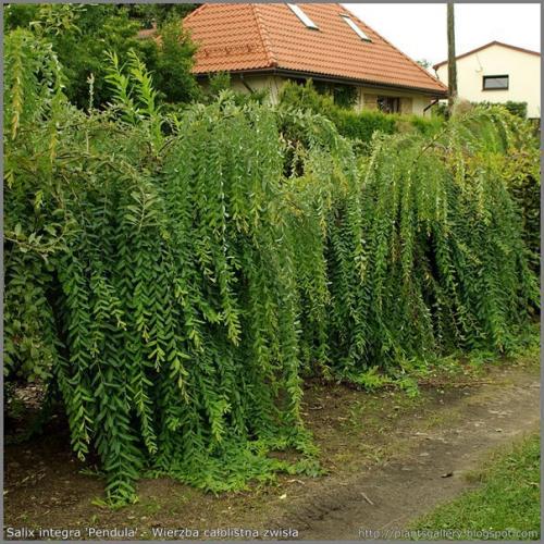 Лиственные растения с плакучей формой кроны. 03 Лиственные растения с плакучей формой кроны. 03