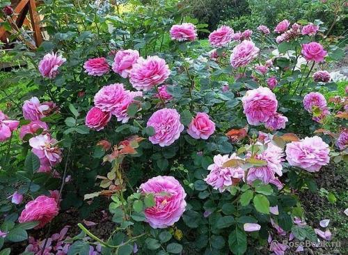 Как пересадить взрослую розу. 04 Как пересадить взрослую розу. 04