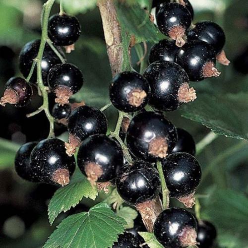 Выращивание смородины в ВИДЕ деревца. 02