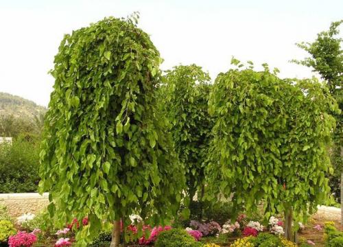 Лиственные растения с плакучей формой кроны. 01 Лиственные растения с плакучей формой кроны. 01