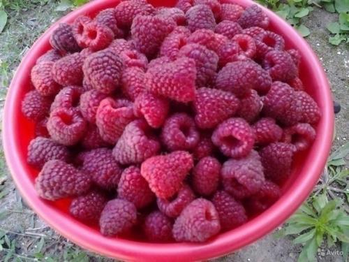 Малина ведрами.

Как удается получать такой урожай? 

