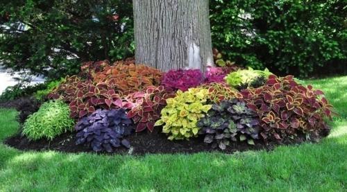 Какие растения можно под деревьями в САДУ посадить. 05 Какие растения можно под деревьями в САДУ посадить. 05