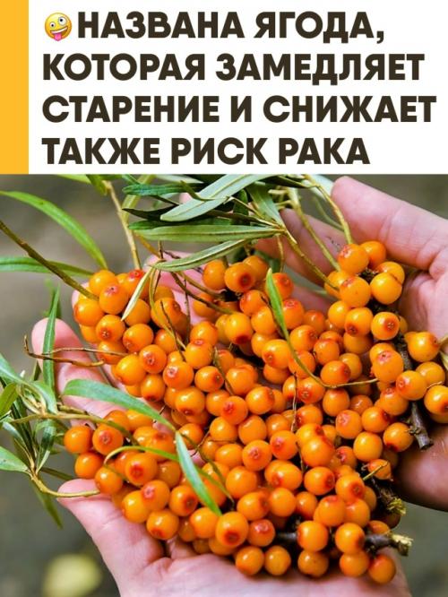 Облепиха - настоящая универсальная аптечка, способная замедлять старение и снижать риск развития рака, диабета и сердечно-сосудистых заболеваний. 
