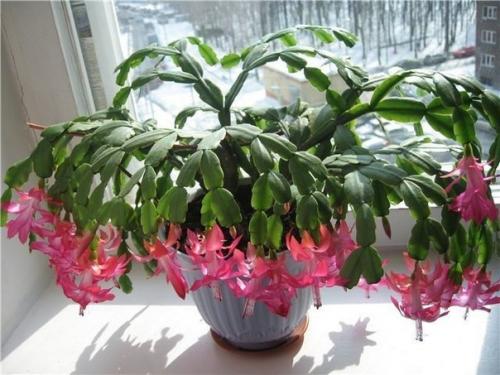 Декабристы.  Особенности ухода. 03 Декабристы.  Особенности ухода. 03