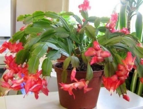 Декабристы.  Особенности ухода. 04 Декабристы.  Особенности ухода. 04