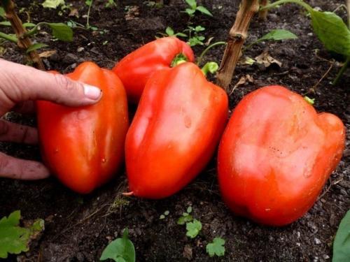 10 ошибок, которые лишают вас больших урожаев перца. 04