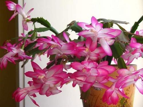 Декабристы.  Особенности ухода. 01 Декабристы.  Особенности ухода. 01