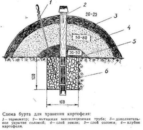 Что нужно знать, чтобы сохранить урожай картофеля. 02 Что нужно знать, чтобы сохранить урожай картофеля. 02