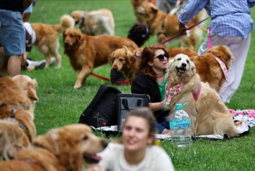 2397 золотистых ретриверов заполнили парк в Буэнос-айресе, чтобы побить мировой рекорд. 02