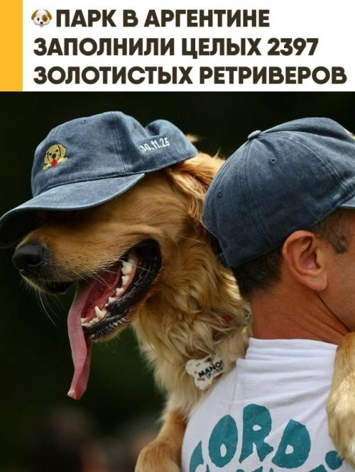 2397 золотистых ретриверов заполнили парк в Буэнос-айресе, чтобы побить мировой рекорд. 

