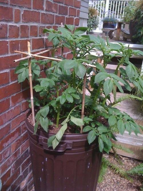 Интересный способ выращивания картофеля, когда место под посадку ограничено. 01