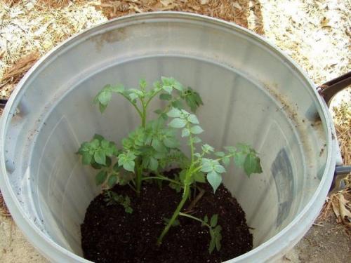 Интересный способ выращивания картофеля, когда место под посадку ограничено. 03