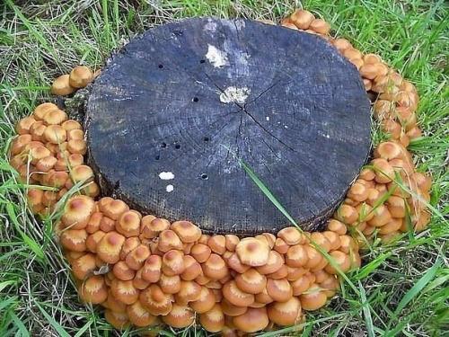Как вырастить опята на даче. 04 Как вырастить опята на даче. 04
