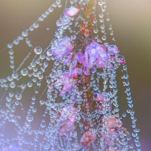 Фотограф Альберт дрос уникальным приемом для использования Sony 100-400mm F4 делится. 01