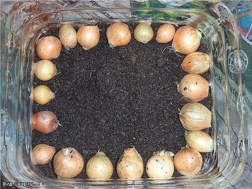 Как вырастить лук дома. 04 Как вырастить лук дома. 04