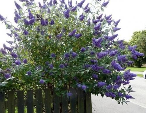 Будлеяя Давида. Изумительный по красоте осеннецветущий кустарник буддлея Давида выглядит экзотично в течение всего сезона. 02 Будлеяя Давида. Изумительный по красоте осеннецветущий кустарник буддлея Давида выглядит экзотично в течение всего сезона. 02