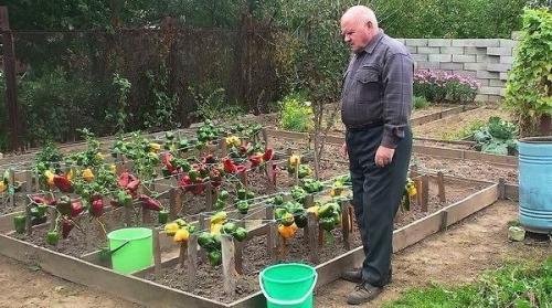 Ошибки, которые лишают вас больших урожаев сладкого перца. 02