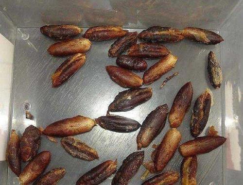 Как вырастить из косточки финиковую пальму? 01