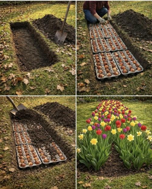 Пocaдка цвeточных луковиц с использованием картонных коробок из-под яиц: простой метод траншейной посадки. 

