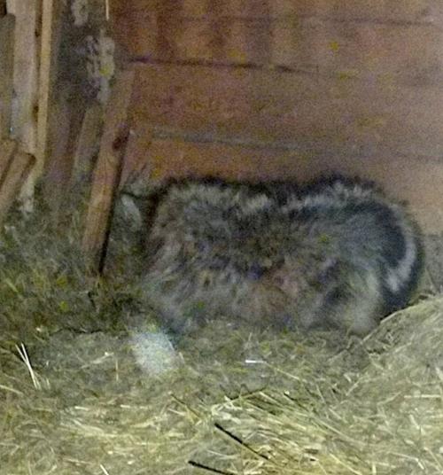 Спрятала в сарае: бабушка спасла старого больного волка, которого искали охотники. 01