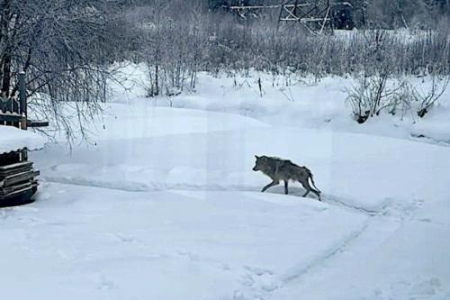 Спрятала в сарае: бабушка спасла старого больного волка, которого искали охотники.

