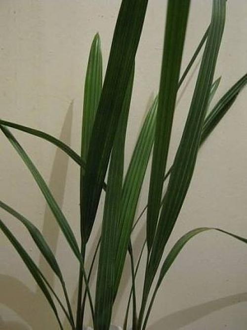 Как вырастить из косточки финиковую пальму? 04