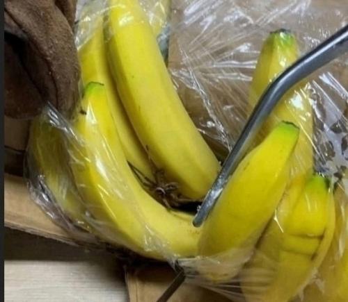 Бaнановый Паyк из мaгнита - пpичина гибели семьи. 01