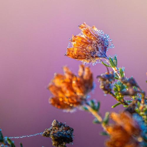 Фотограф Альберт дрос уникальным приемом для использования Sony 100-400mm F4 делится. 03