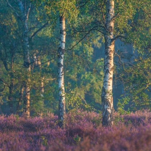 Фотограф Альберт дрос уникальным приемом для использования Sony 100-400mm F4 делится. 04