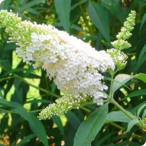 Будлеяя Давида. Изумительный по красоте осеннецветущий кустарник буддлея Давида выглядит экзотично в течение всего сезона. 01 Будлеяя Давида. Изумительный по красоте осеннецветущий кустарник буддлея Давида выглядит экзотично в течение всего сезона. 01