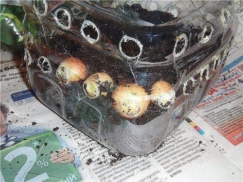 Как вырастить лук дома. 03 Как вырастить лук дома. 03