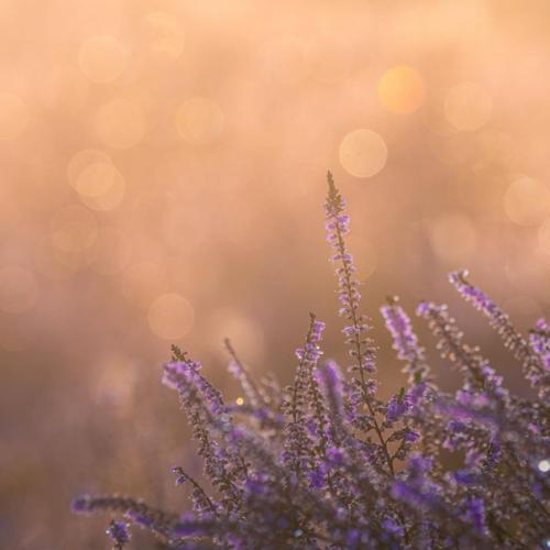 Фотограф Альберт дрос уникальным приемом для использования Sony 100-400mm F4 делится. 02