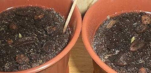 Как вырастить из косточки финиковую пальму? 02