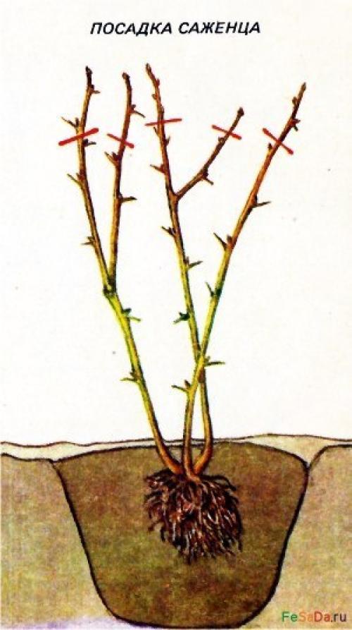 Крыжовник - агротехника, обрезка, размножение, вредители, болезни. 02