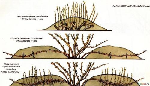 Крыжовник - агротехника, обрезка, размножение, вредители, болезни. 03
