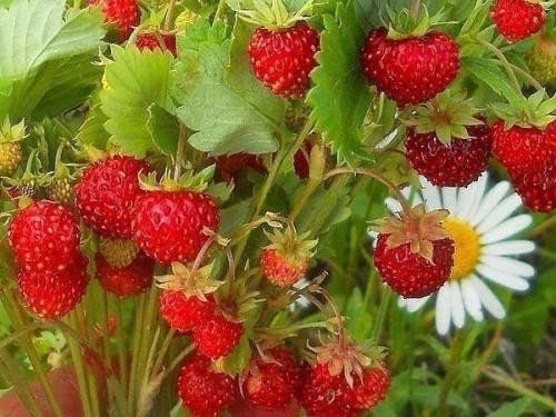 Ловите!  Немножко сладкого и ароматного лета вам в ленту! 01