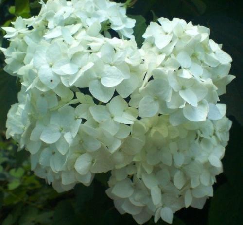 Как вырастить гортензию. 03