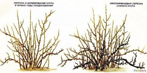 Крыжовник - агротехника, обрезка, размножение, вредители, болезни. 01