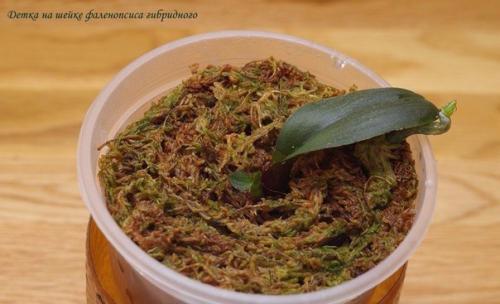 Как размножить орхидею? 04