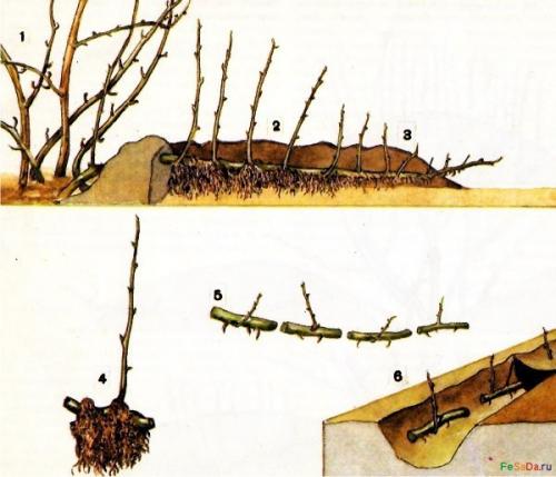 Крыжовник - агротехника, обрезка, размножение, вредители, болезни. 04