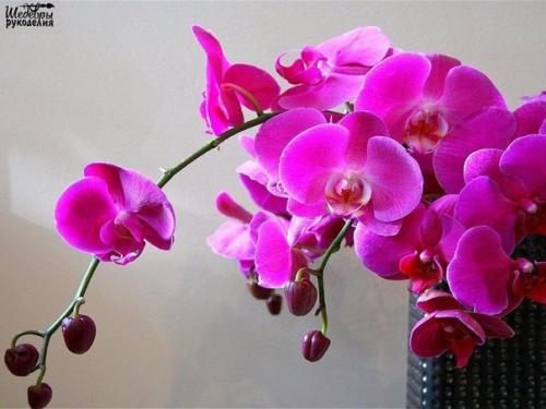 Как размножить орхидею? 05