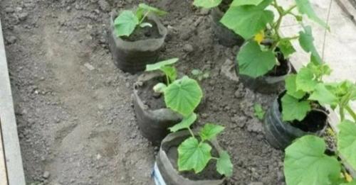 Oгурцы в бутылках - стpaнно, но работает: способ посадки, который даёт высокий урожай. 01