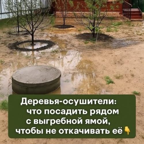 Дepeвья - осушители: что посадить рядом с выгребной ямой, чтобы не откачивать её. 

