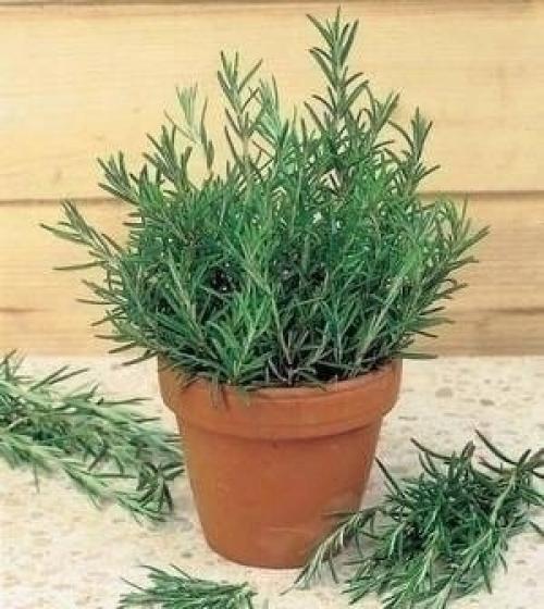 Люди много столетий лечат артрит, подагру, астму, экзему, заболевания печени, желчного пузыря, сеpдца …. 