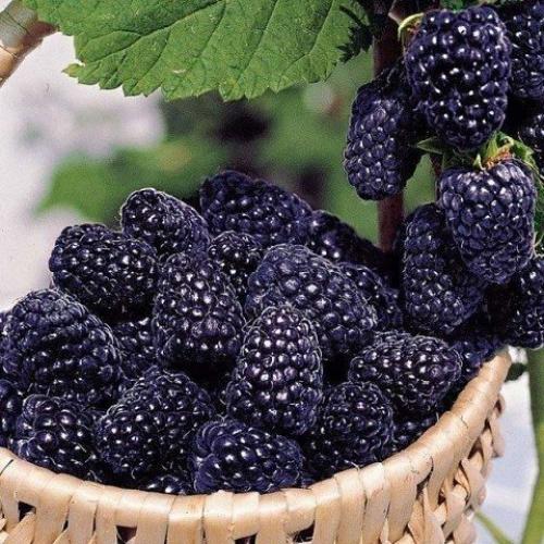 Ловите!  Немножко сладкого и ароматного лета вам в ленту! 04